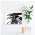 Picture of Black Palm  _GroupedProduct_Rectangle_Landscape_Photography _GroupedProduct_Rectangle_Landscape_Canvas_Framed_