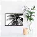 Picture of Black Palm  _GroupedProduct_Rectangle_Landscape_Photography _GroupedProduct_Rectangle_Landscape_Canvas_Framed_