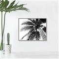 Picture of Black Palm  _GroupedProduct_Rectangle_Landscape_Photography _GroupedProduct_Rectangle_Landscape_Canvas_Framed_