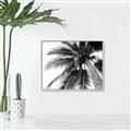Picture of Black Palm  _GroupedProduct_Rectangle_Landscape_Photography _GroupedProduct_Rectangle_Landscape_Canvas_Framed_
