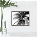 Picture of Black Palm  _GroupedProduct_Rectangle_Landscape_Photography _GroupedProduct_Rectangle_Landscape_Canvas_Framed_