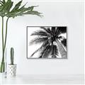Picture of Black Palm  _GroupedProduct_Rectangle_Landscape_Photography _GroupedProduct_Rectangle_Landscape_Canvas_Framed_