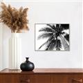 Picture of Black Palm  _GroupedProduct_Rectangle_Landscape_Photography _GroupedProduct_Rectangle_Landscape_Canvas_Framed_