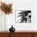 Picture of Black Palm  _GroupedProduct_Rectangle_Landscape_Photography _GroupedProduct_Rectangle_Landscape_Canvas_Framed_