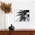 Picture of Black Palm  _GroupedProduct_Rectangle_Landscape_Photography _GroupedProduct_Rectangle_Landscape_Canvas_Framed_