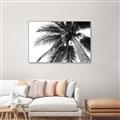 Picture of Black Palm  _GroupedProduct_Rectangle_Landscape_Photography _GroupedProduct_Rectangle_Landscape_Canvas_Framed_