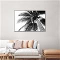 Picture of Black Palm  _GroupedProduct_Rectangle_Landscape_Photography _GroupedProduct_Rectangle_Landscape_Canvas_Framed_