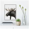 Picture of Moose _GroupedProduct_Rectangle_Portrait_Photography _GroupedProduct_Rectangle_Portrait_Canvas_Framed_