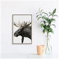 Picture of Moose _GroupedProduct_Rectangle_Portrait_Photography _GroupedProduct_Rectangle_Portrait_Canvas_Framed_