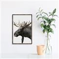 Picture of Moose _GroupedProduct_Rectangle_Portrait_Photography _GroupedProduct_Rectangle_Portrait_Canvas_Framed_