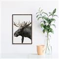 Picture of Moose _GroupedProduct_Rectangle_Portrait_Photography _GroupedProduct_Rectangle_Portrait_Canvas_Framed_