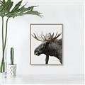 Picture of Moose _GroupedProduct_Rectangle_Portrait_Photography _GroupedProduct_Rectangle_Portrait_Canvas_Framed_