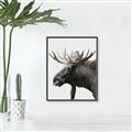 Picture of Moose _GroupedProduct_Rectangle_Portrait_Photography _GroupedProduct_Rectangle_Portrait_Canvas_Framed_