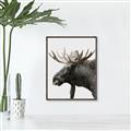 Picture of Moose _GroupedProduct_Rectangle_Portrait_Photography _GroupedProduct_Rectangle_Portrait_Canvas_Framed_
