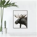 Picture of Moose _GroupedProduct_Rectangle_Portrait_Photography _GroupedProduct_Rectangle_Portrait_Canvas_Framed_