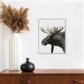 Picture of Moose _GroupedProduct_Rectangle_Portrait_Photography _GroupedProduct_Rectangle_Portrait_Canvas_Framed_