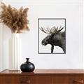 Picture of Moose _GroupedProduct_Rectangle_Portrait_Photography _GroupedProduct_Rectangle_Portrait_Canvas_Framed_