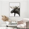 Picture of Moose _GroupedProduct_Rectangle_Portrait_Photography _GroupedProduct_Rectangle_Portrait_Canvas_Framed_