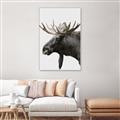 Picture of Moose _GroupedProduct_Rectangle_Portrait_Photography _GroupedProduct_Rectangle_Portrait_Canvas_Framed_