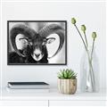Picture of The Ram _GroupedProduct_Rectangle_Landscape_Photography _GroupedProduct_Rectangle_Landscape_Canvas_Framed_