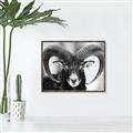 Picture of The Ram _GroupedProduct_Rectangle_Landscape_Photography _GroupedProduct_Rectangle_Landscape_Canvas_Framed_