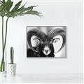 Picture of The Ram _GroupedProduct_Rectangle_Landscape_Photography _GroupedProduct_Rectangle_Landscape_Canvas_Framed_