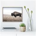 Picture of Bison Field _GroupedProduct_Rectangle_Landscape_Photography _GroupedProduct_Rectangle_Landscape_Canvas_Framed_