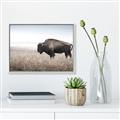 Picture of Bison Field _GroupedProduct_Rectangle_Landscape_Photography _GroupedProduct_Rectangle_Landscape_Canvas_Framed_