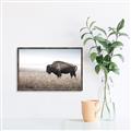 Picture of Bison Field _GroupedProduct_Rectangle_Landscape_Photography _GroupedProduct_Rectangle_Landscape_Canvas_Framed_