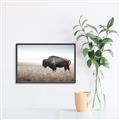 Picture of Bison Field _GroupedProduct_Rectangle_Landscape_Photography _GroupedProduct_Rectangle_Landscape_Canvas_Framed_