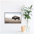 Picture of Bison Field _GroupedProduct_Rectangle_Landscape_Photography _GroupedProduct_Rectangle_Landscape_Canvas_Framed_