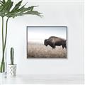 Picture of Bison Field _GroupedProduct_Rectangle_Landscape_Photography _GroupedProduct_Rectangle_Landscape_Canvas_Framed_