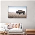 Picture of Bison Field _GroupedProduct_Rectangle_Landscape_Photography _GroupedProduct_Rectangle_Landscape_Canvas_Framed_