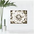 Picture of Black and White Flower _GroupedProduct_Rectangle_Landscape_Photography _GroupedProduct_Rectangle_Landscape_Unframed_Print_Only_