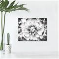Picture of Black and White Flower _GroupedProduct_Rectangle_Landscape_Photography _GroupedProduct_Rectangle_Landscape_Unframed_Print_Only_