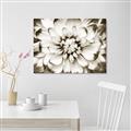 Picture of Black and White Flower _GroupedProduct_Rectangle_Landscape_Photography _GroupedProduct_Rectangle_Landscape_Unframed_Print_Only_