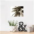 Picture of Black Palm  _GroupedProduct_Rectangle_Landscape_Photography _GroupedProduct_Rectangle_Landscape_Unframed_Print_Only_