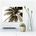 Picture of Black Palm  _GroupedProduct_Rectangle_Landscape_Photography _GroupedProduct_Rectangle_Landscape_Unframed_Print_Only_
