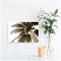 Picture of Black Palm  _GroupedProduct_Rectangle_Landscape_Photography _GroupedProduct_Rectangle_Landscape_Unframed_Print_Only_