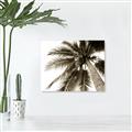 Picture of Black Palm  _GroupedProduct_Rectangle_Landscape_Photography _GroupedProduct_Rectangle_Landscape_Unframed_Print_Only_