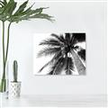 Picture of Black Palm  _GroupedProduct_Rectangle_Landscape_Photography _GroupedProduct_Rectangle_Landscape_Unframed_Print_Only_