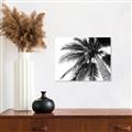 Picture of Black Palm  _GroupedProduct_Rectangle_Landscape_Photography _GroupedProduct_Rectangle_Landscape_Unframed_Print_Only_