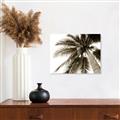 Picture of Black Palm  _GroupedProduct_Rectangle_Landscape_Photography _GroupedProduct_Rectangle_Landscape_Unframed_Print_Only_