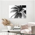 Picture of Black Palm  _GroupedProduct_Rectangle_Landscape_Photography _GroupedProduct_Rectangle_Landscape_Unframed_Print_Only_
