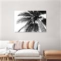 Picture of Black Palm  _GroupedProduct_Rectangle_Landscape_Photography _GroupedProduct_Rectangle_Landscape_Unframed_Print_Only_