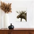 Picture of Moose _GroupedProduct_Rectangle_Portrait_Photography _GroupedProduct_Rectangle_Portrait_Unframed_Print_Only_