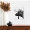 Picture of Moose _GroupedProduct_Rectangle_Portrait_Photography _GroupedProduct_Rectangle_Portrait_Unframed_Print_Only_