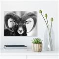 Picture of The Ram _GroupedProduct_Rectangle_Landscape_Photography _GroupedProduct_Rectangle_Landscape_Unframed_Print_Only_