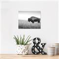 Picture of Bison Field _GroupedProduct_Rectangle_Landscape_Photography _GroupedProduct_Rectangle_Landscape_Unframed_Print_Only_