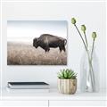 Picture of Bison Field _GroupedProduct_Rectangle_Landscape_Photography _GroupedProduct_Rectangle_Landscape_Unframed_Print_Only_